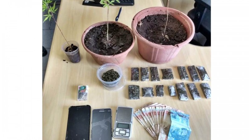 droga, dinheiro, celulares, balança de precisão e plantas de maconha apreendidas