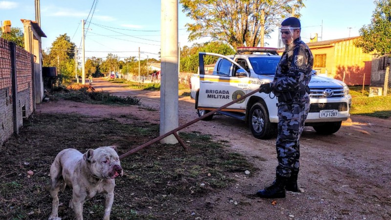 policial e cão capturado