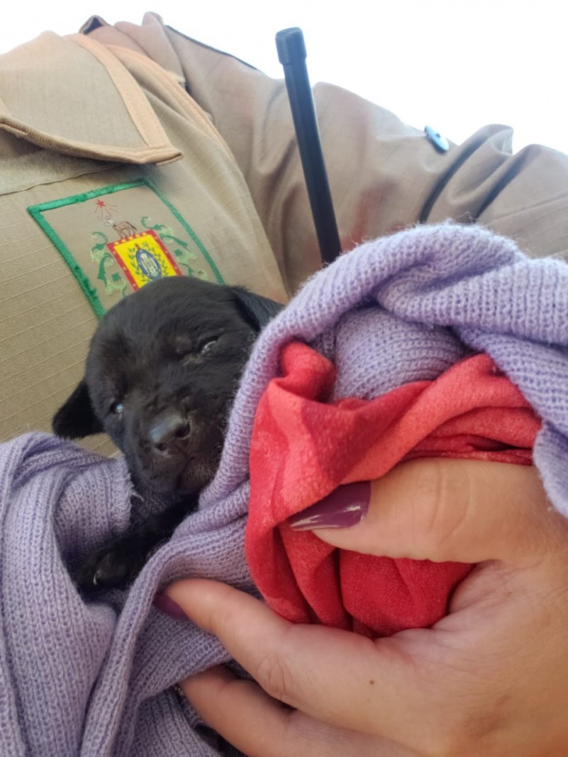 Cão no colo