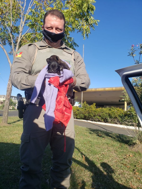 Cão no colo