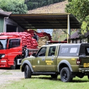 A imagem mostra um caminhão com uma carga de batatas e uma viatura policial.