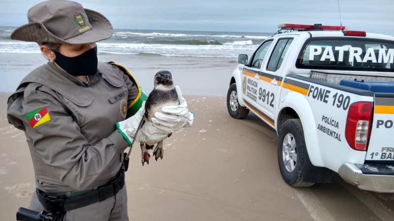 Pinguim localizado no litoral