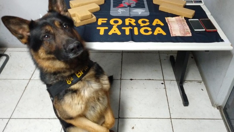 Cão Nemo farejou droga enterrada
