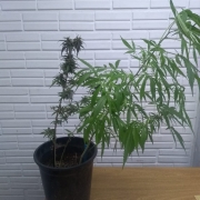 ROCAM do 25º BPM apreende adolescente por tráfico de drogas (1)