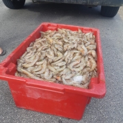 Operação DECAPODA