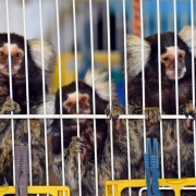 Animais exóticos apreendidos 