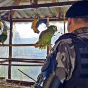 Animais exóticos apreendidos