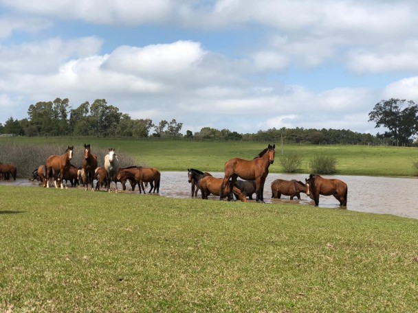 Cavalos soltos no campo e banhando-se em uma lagoa