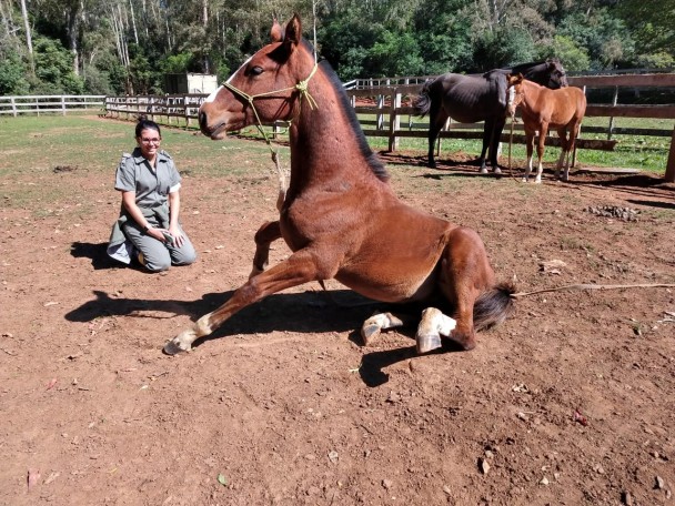 Cavalo sentado no chão ao lado de uma mulher