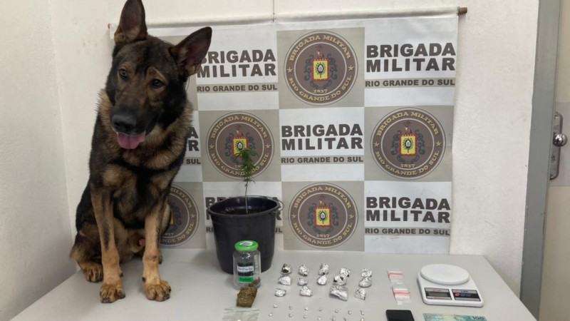 Na imagem aparecem drogas, pé de maconha, balança de precisão e um cachorro.