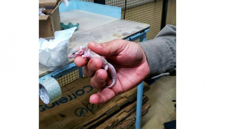 lagarto