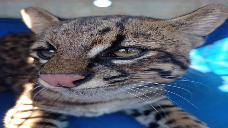 Gato Maracajá foi resgatado