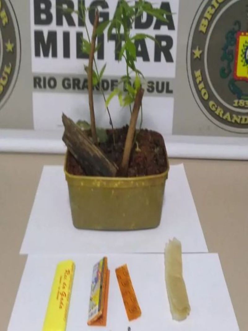 Brigada Militar apreende pés de maconha em Crissiumal