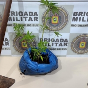 mudas de maconha apreendidas