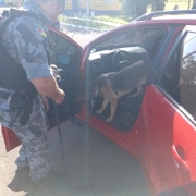 cão realizando a busca no carro