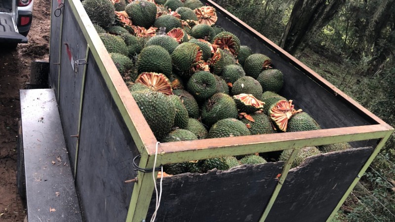 Foto colorida. Um reboque de veículo na cor preta, carrega em seu interior grande quantidade de pinhas verdes e algumas abertas aparecendo as sementes (pinhões). Ao fundo, uma mata fechada, com árvores verdes.