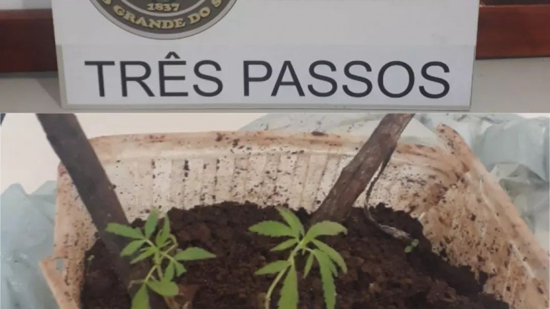 Brigada Militar aprende dois p&eacute;s de maconha em Tr&ecirc;s Passos