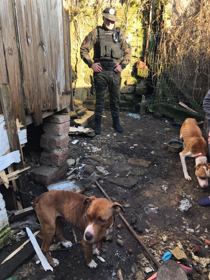 Policiais militares do 3° Batalhão Ambiental da Brigada Militar da cidade de Canela, realizaram prisão por maus tratos contra animais.
