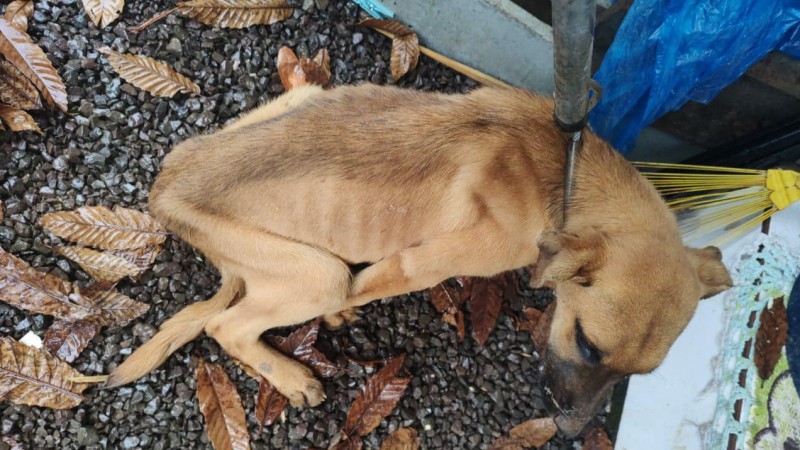 Ocorrência maus tratos em Vacaria