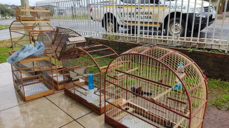 Operação Força Verde Animais Silvestres em Cativeiro em Lagoa Vermelha