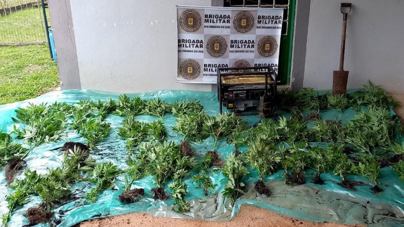 Foto 60 pés de maconha