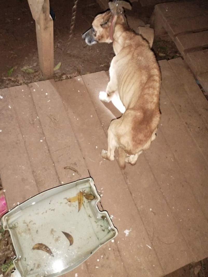 PATRAM de Vacaria resgata animal doméstico em situação de maus tratos.