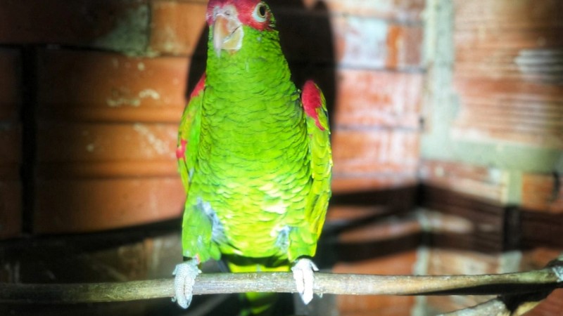 Policiais militares do 3º BABM de Canela flagram pássaros nativos em cativeiro.