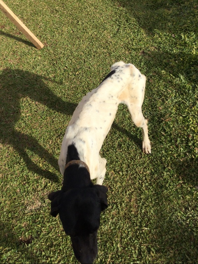 policiais militares do 3º BABM realizam resgate de cão em situação de maus tratos em Vacaria