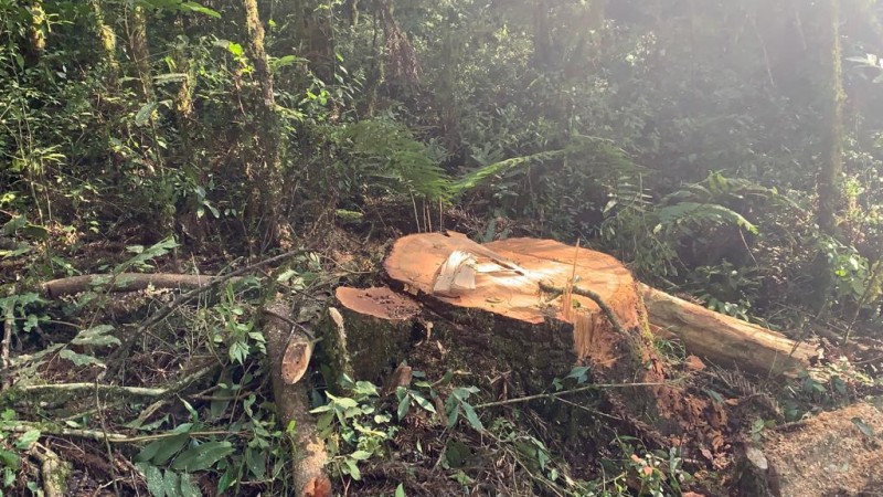 PATRAM de Lagoa Vermelha constata crime contra flora em Ibiraiaras.