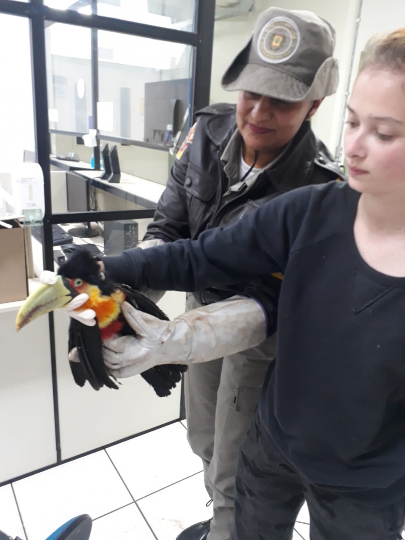 PATRAM de Passo Fundo realiza resgate e salvamento de um Tucano-de-bico-verde.
