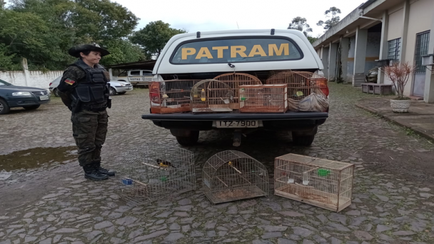 Apreensão de pássaros em Capela Santa