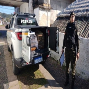 Apreensão de pássaros silvestres em Porto Alegre 