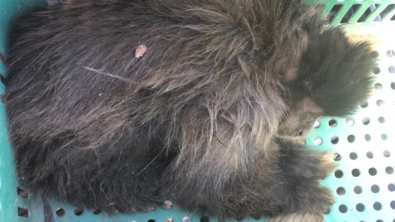 Foto colorida. Um Macaco Prego, de pelagem preta está deitado em uma caixa de plástico de cor verde.