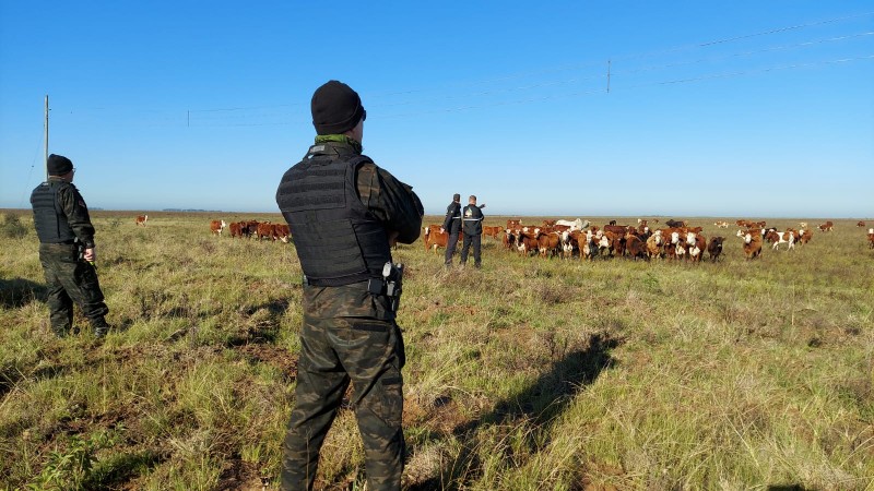 Foto colorida. No primeiro plano, dois Policiais Militares, de fardamento camuflado de cor verde escuro, estão de costas e ao fundo, um campo com dezenas de bovinos de pelagem marrom. Próximo ao rebanho, dois homens, vestindo roupa preta. O céu está azul e não há nuvens.