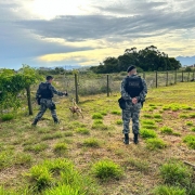 Brigada Militar divulga balanço parcial da 53ª Operação Golfinho