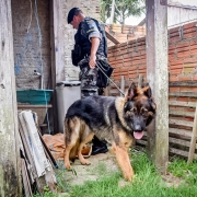 Foto mostra cão da Brigada em um quintal de residência, junto a um tutor policial militar do Choque.