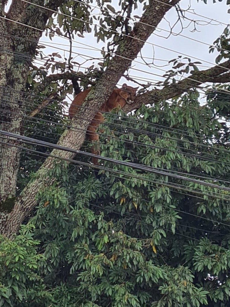 Foto mostra uma onça-parda em cima de um galho de árvore. 