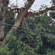 Foto mostra uma onça-parda em cima de um galho de árvore. 