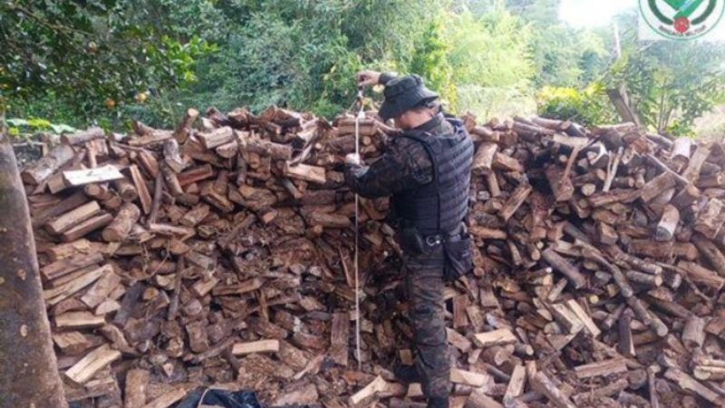 Depósito ilegal de lenha em Guaporé