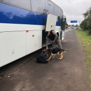 Cão policial Hoop participando da ação