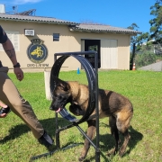 Soldado Castro e o cão Taz