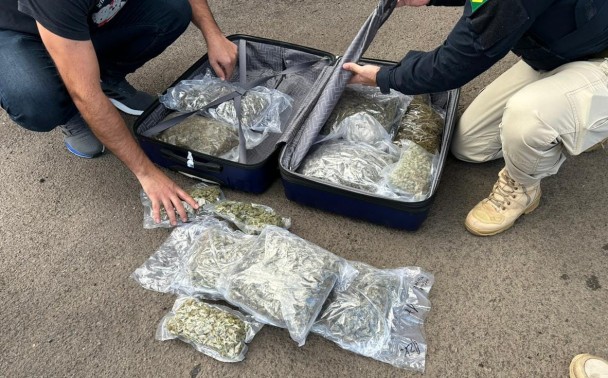 Detalhe de uma mala aberta com vários sacos contendo maconha