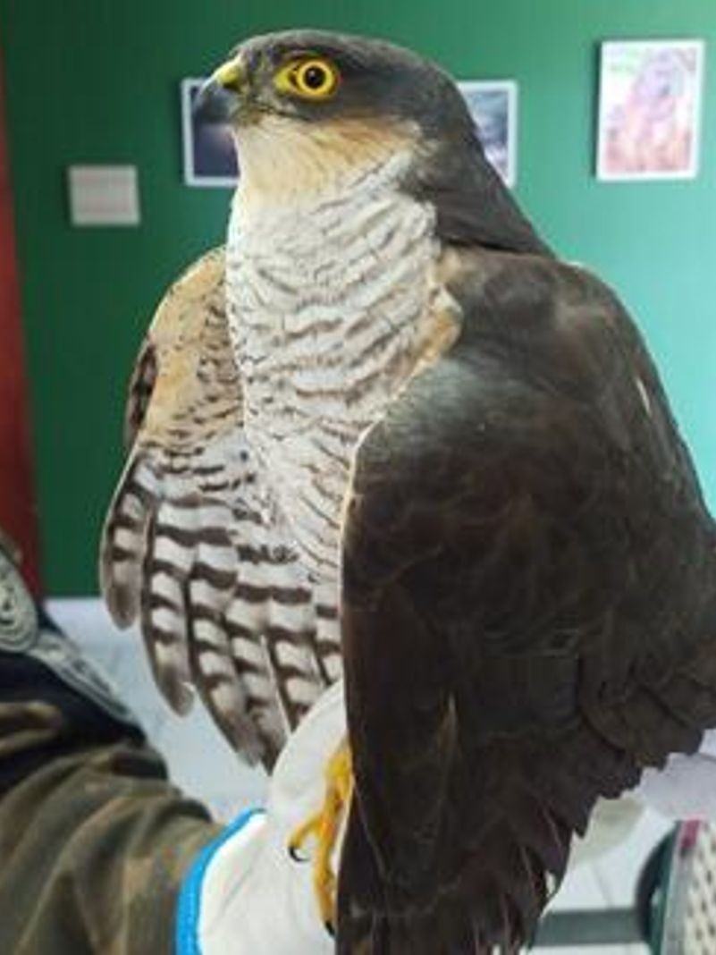 Aves silvestres resgatadas em Bento Gonçalves