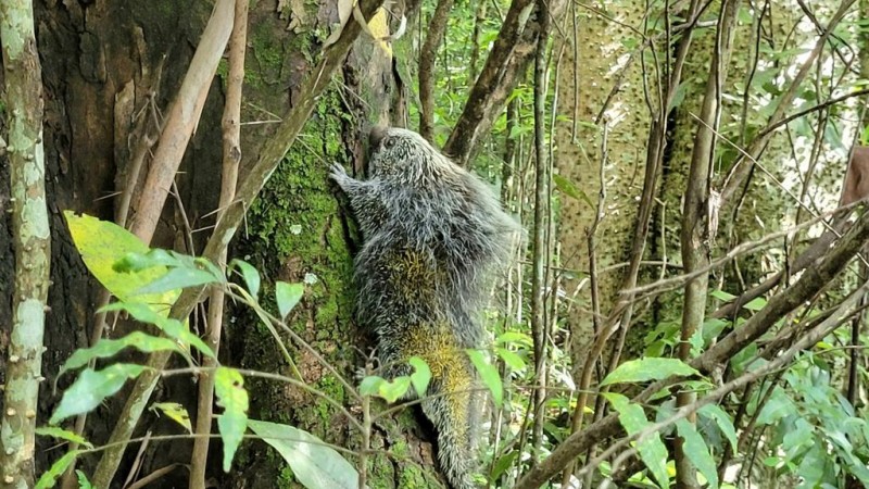 Resgate de um Ouriço cacheiro em Caxias do Sul