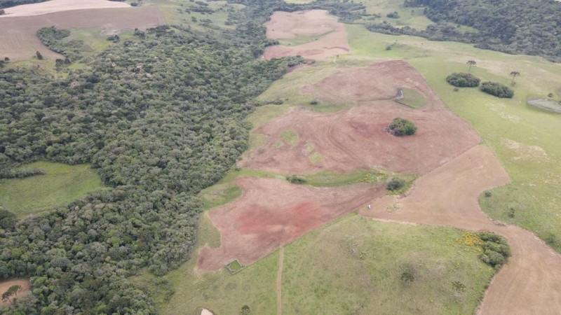 Destruição de vegetação nativa em Pinhal da Serra