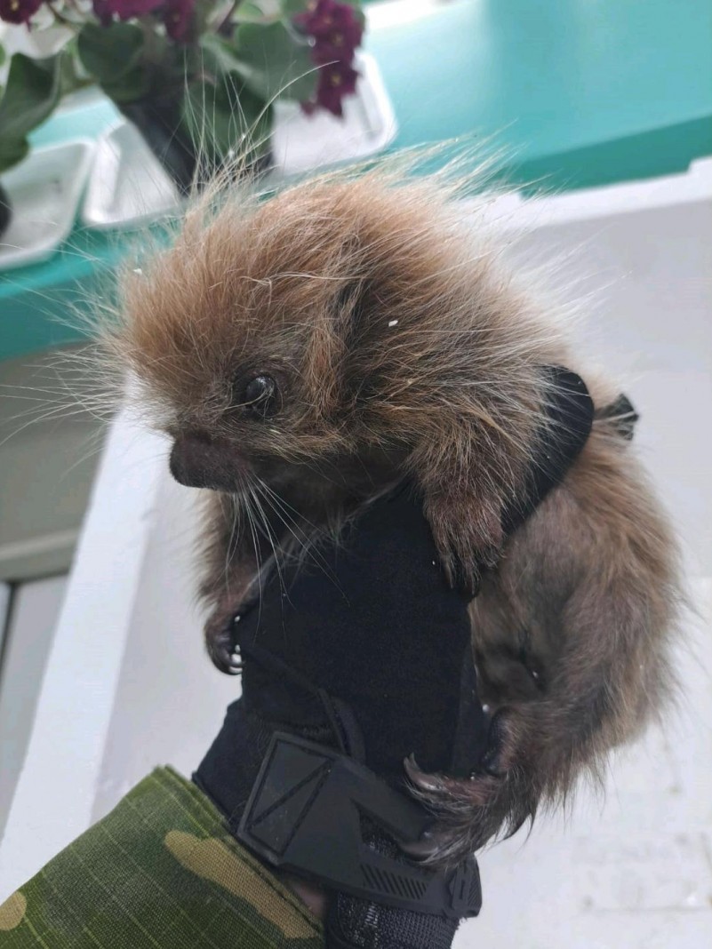 Resgata animal silvestre em Caxias do Sul