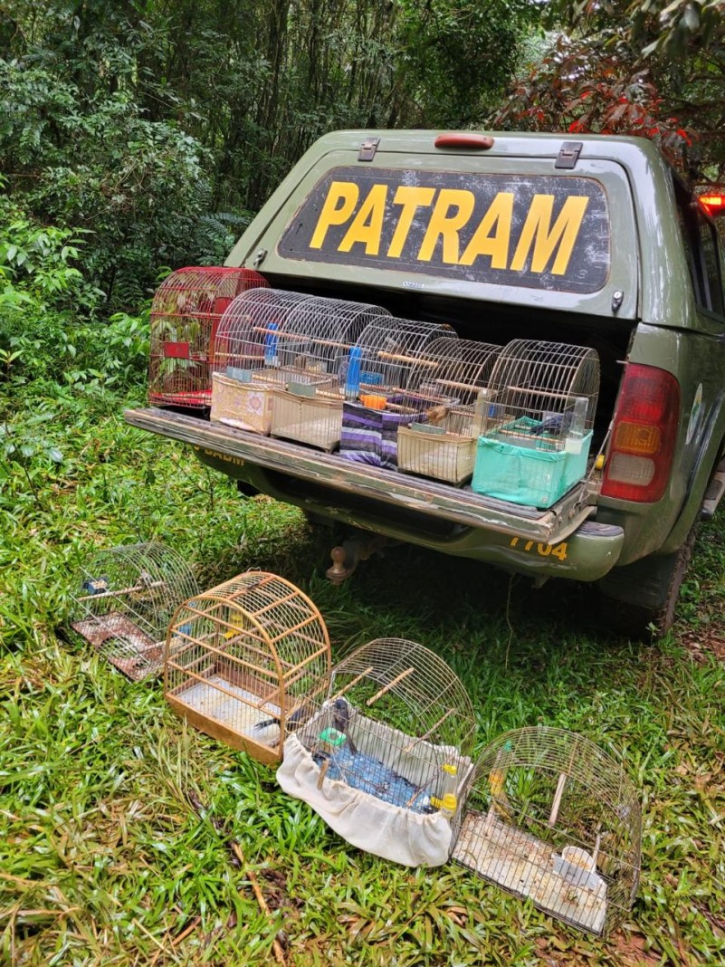 Pássaros silvestres mantidos em cativeiro em Sananduva