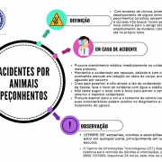 Imagem mostra procedimentos em caso de ataque de animal peçonhento