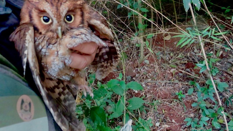 Coruja reinserida na natureza em Santa Rosa