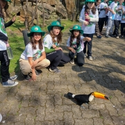 Conhecendo a fauna